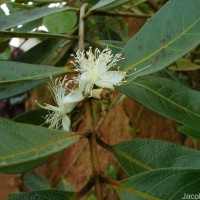 Psidium guajava L.